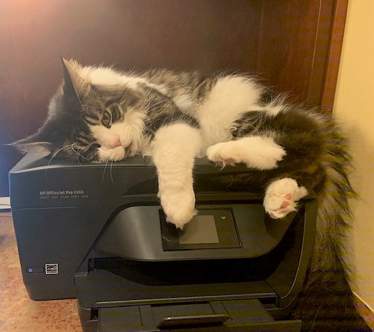 Kevin Bacon the Maine Coon Cat